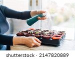 Small photo of Woman watering, spraying plants sprouts growing from seeds in the small pots at home. Preparing for summer, new kitchen garden season. Sowing seeds. Soft selective focus, copy space