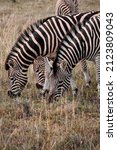 Group Of Wild Zebras In The...