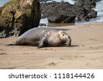 Northern Elephant Seals on a California Beach