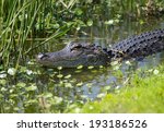 American Alligator In Florida...