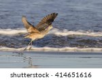 Long Billed Curlew On Beach At...