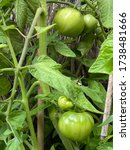 Small photo of Photo of the fruit of plant green tomato Moneymaker fruit, a true cordon type tomato, growing in an urban garden.