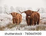 Hairy Scottish Highlanders In A ...