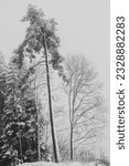 Small photo of Assorted trees bedecked with snow