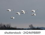 Small photo of Tundra swans flying over Back Bay National Wildlife Refuge. Tundra swans travel in flocks when they winter in the refuge and when they migrate to and from the arctic where they breed.