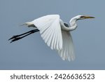 Small photo of Great white herons foraging and flying in the Back Bay National Wildlife Refuge. These beautiful and graceful birds visit the refuge primarily in spring through fall.