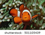 Amphiprion (Western clownfish (Ocellaris Clownfish, False Percula Clownfish)) is hiding in anemone, Puerto Galera, Philippines