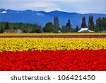 Red Yellow Tulips Flowers Mt...