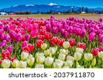 Colorful Pink White Tulips Farm Snowy Mount Baker Mountains Skagit Valley Washington