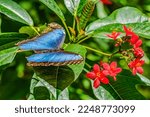 Blue Morpho Butterfly Red...