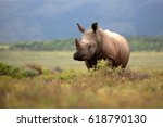 A white rhino   rhinoceros...