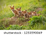Red Fox  Vulpes Vulpes  Small...