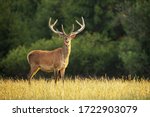 Small photo of Sunlit red deer, cervus elaphus, stag with new antlers growing facing camera in summer nature. Alert herbivore from side view with copy space. Wild animal with brown fur observing on hay field.