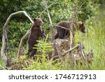 Two Brown Bear  Ursus Arctos ...