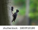 Black Woodpecker  Dryocopus...