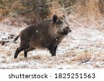 Wild boar, sus scrofa, walking on meadow during the snowing. Brown hairy swine marching in snow in winter. Wild dirty mammal looking in snowy nature.