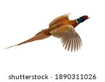 Common pheasant, phasianus colchicus, flying in the air isolated on white background. Ring- necked bird with spread wings hovering cut out on blank. Brown feathered animal in flight.