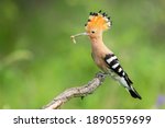 Small photo of Eloquent eurasian hoopoe, upupa epops, sitting on a branch with white larva in beak on green background. Wild bird with open crest from feathers perched from side view in summer nature.