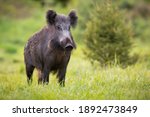 Wild boar, sus scrofa, standing on fresh grass in springtime nature. Mammal with black long fur observing on meadow in spring. Hairy brown pig with tusks looking on green field with copy space.