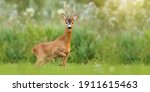 Majestic Roe Deer  Capreolus...