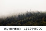 Dense Forest With Mist In...