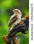 Small photo of Eurasian wryneck sitting on branch in summer nature