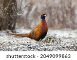 Common Pheasant Standing On...