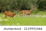 Two Roe Deer Pasturing In...