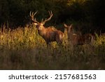 Red Deer Stag And Hind Standing ...