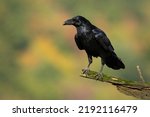 Common Raven Sitting On Mossed...
