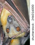 Small photo of Roosting Straw Coloured Fruit Bat hanging from a branch/Fruit Bat Roosting/Straw Coloured Fruit Bat (Eidolon Helvum)