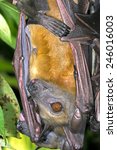 Small photo of Roosting Straw Coloured Fruit Bat hanging from a branch/Fruit Bat Roosting/Straw Coloured Fruit Bat (Eidolon Helvum)
