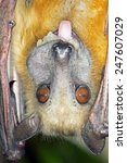 Small photo of Straw Coloured Fruit Bat eating/Fruit Bat Eating/Straw Coloured Fruit Bat (Eidolon Helvum)