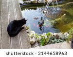 A Black Cat Sits On The Bank Of ...