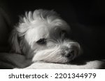 White Maltese Dog Bichon lay down on Sofa and Shadows