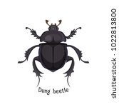 Black Dung Beetle That Has...