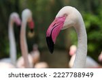 Small photo of Greater flamingo (Phoenicopterus roseus) is the most widespread and largest species of the flamingo family. Beautiful bird in a relaxed posture.