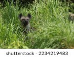 Small photo of Spotted hyena (Crocuta crocuta) Crocuta, also known as the laughing hyena is the most widespread predator in Africa. Spotted hyena are relaxing in nature.