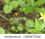 Small photo of Common firecrest (Regulus ignicapilla) also known as the firecrest, is a very small passerine bird in the kinglet family.