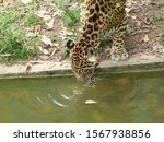 Jaguar Drinking  Panthera Onca  ...