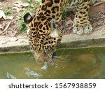 Jaguar Drinking  Panthera Onca  ...