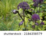 Small photo of Angelica gigas, also called Korean angelica, giant Angelica, purple parsnip, and dangquai, is a monocarpic biennial or short lived perennial plant from China, Japan and Korea. Apiaceae family