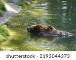 The Brown Bear  Ursus Arctos ...