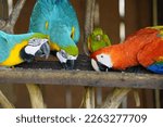 Various Parrots Eating  Red And ...