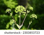 Small photo of Angelica archangelica, commonly known as garden angelica, wild celery, and Norwegian angelica, is a biennial plant from the family Apiaceae. Hanover – Burg, Germany.