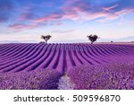 Lavender Field Summer Sunset...
