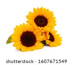 Sunflower With Leaves Isolated...